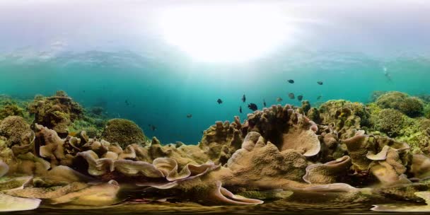 Подводный мир кораллового рифа 360VR. — стоковое видео