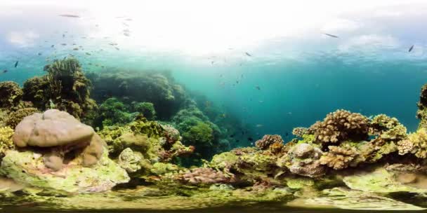 Barriera corallina con pesce subacqueo 360VR. Camiguin, Filippine — Video Stock