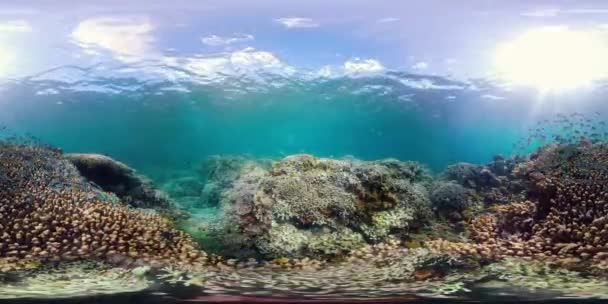 Il mondo sottomarino di una barriera corallina 360VR. — Video Stock