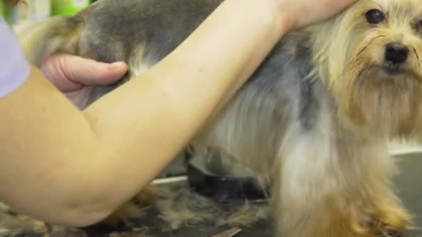 Hund im Tierpflegesalon. — Stockvideo