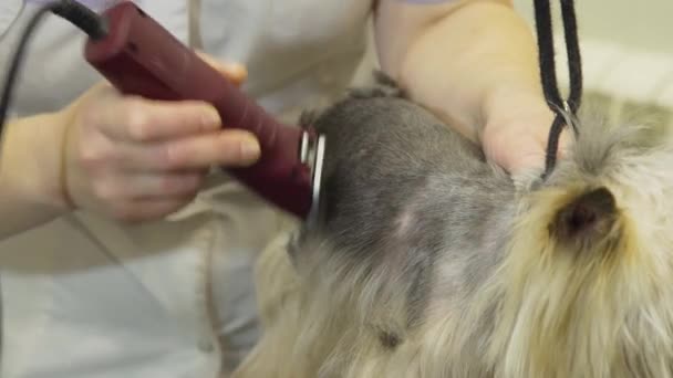 애완 동물을 돌보는 미용실에 있는 개. — 비디오