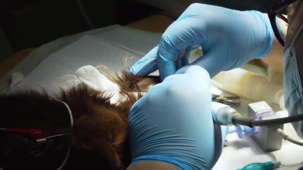 Dental procedure, cleaning the teeth of a dog. — Stock Video