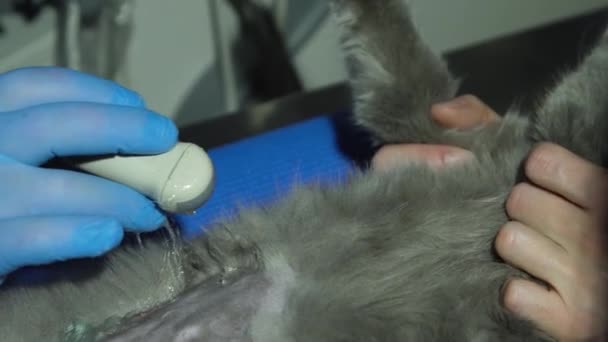 Diagnóstico por ultrasonido en clínica veterinaria. — Vídeos de Stock