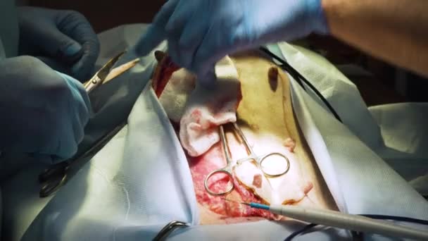 Operação cirúrgica de um cão em uma clínica veterinária — Vídeo de Stock