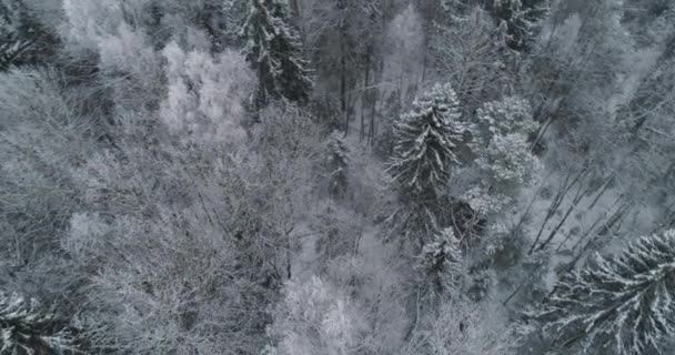 Paisaje invernal con bosque. — Vídeos de Stock