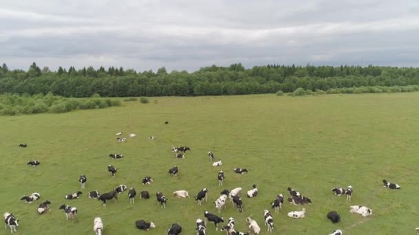 Vacas pastam em pastagens — Vídeo de Stock