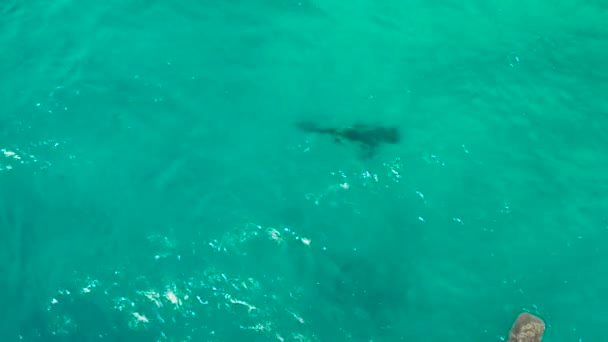 澄んだ青い水の中のジンベイザメ。フィリピン、セブ — ストック動画