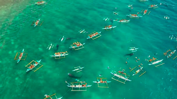 Oslob Whale Shark Watching auf den Philippinen, Insel Cebu. — Stockvideo