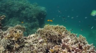 Suyun altında balıklı mercan kayalıkları. Camiguin, Filipinler
