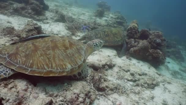 Зеленая черепаха под водой на Филиппинах. — стоковое видео