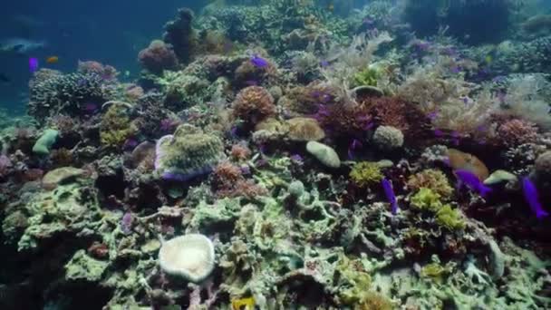 Korallenriffe und tropische Fische unter Wasser. Camiguin, Philippinen — Stockvideo
