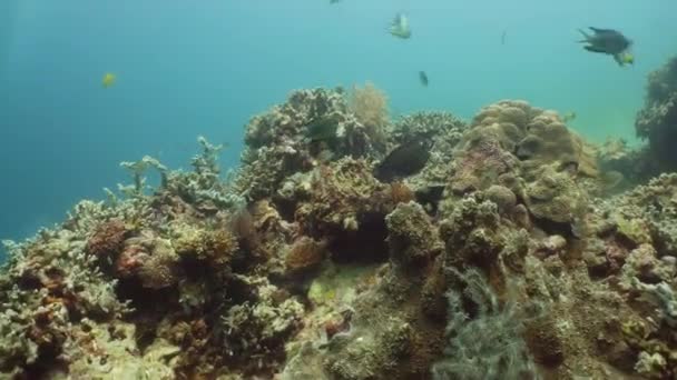 Coral reef and tropical fish. Camiguin, Philippines — Stock Video