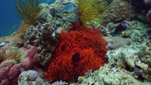 Coral reef and fishes underwater. — Stock Video