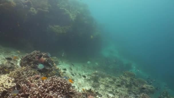 Mercan kayalıkları ve tropikal balıklar. Camiguin, Filipinler — Stok video