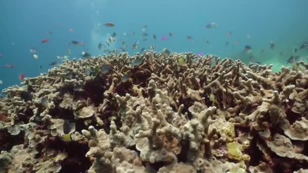 Korálový útes s rybami pod vodou. Camiguin, Filipíny — Stock video