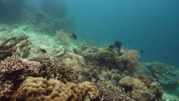 Arrecife de coral con peces bajo el agua. Camiguin, Filipinas — Vídeo de stock