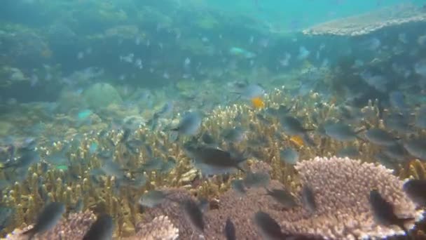 El mundo submarino de un arrecife de coral. — Vídeos de Stock
