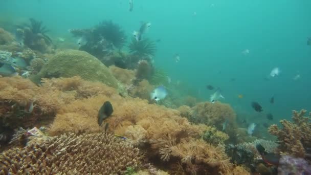 Arrecife de coral y peces tropicales. Camiguin, Filipinas — Vídeos de Stock