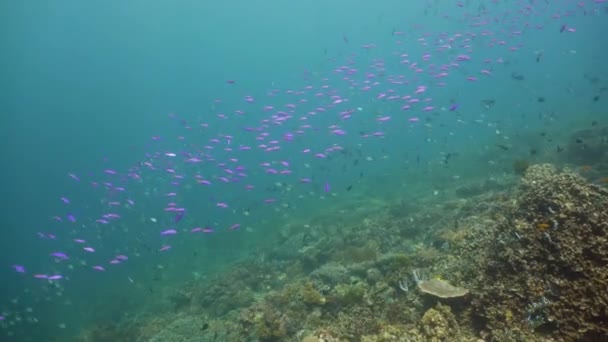 Coral reef and tropical fish underwater. Camiguin, Philippines — Stock Video