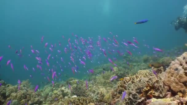 산호초와 열대어입니다. 필리핀의 카미 갱 — 비디오