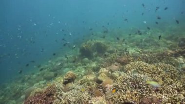 Mercan kayalıkları ve tropikal balıklar. Camiguin, Filipinler