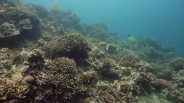 Mercan kayalıkları ve tropikal balıklar. Camiguin, Filipinler