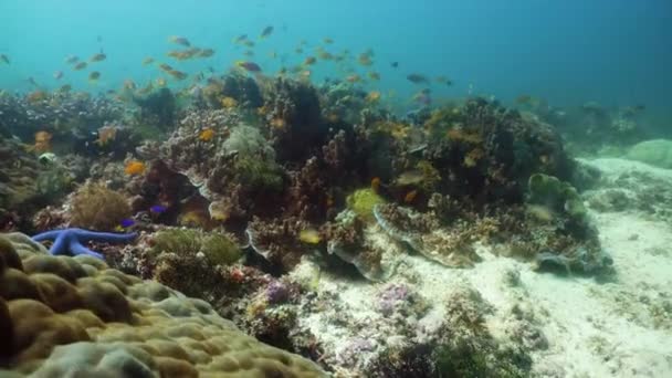 Arrecife de coral y peces tropicales. Camiguin, Filipinas — Vídeos de Stock