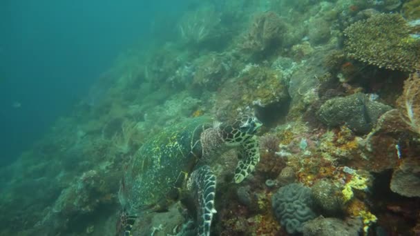 Groene zeeschildpad onder water op de Filippijnen. — Stockvideo