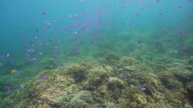 Mercan kayalıkları ve tropikal balıklar. Camiguin, Filipinler