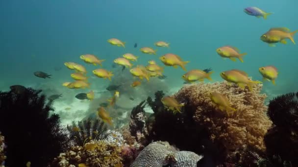 Il mondo sottomarino di una barriera corallina. — Video Stock