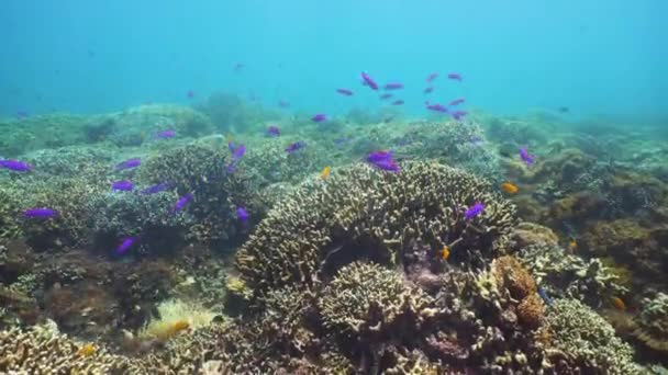 水中で魚とサンゴ礁。フィリピンのカミグイン — ストック動画