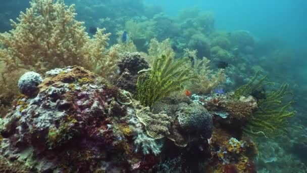 Koraalrif en tropische vissen onder water. Camiguin, Filipijnen — Stockvideo