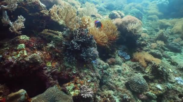 Korallenriff und Fische unter Wasser. — Stockvideo