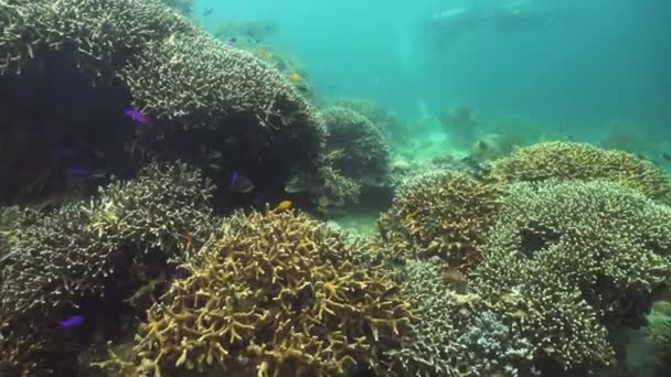 Coral reef and tropical fish. Camiguin, Philippines — Stock Video