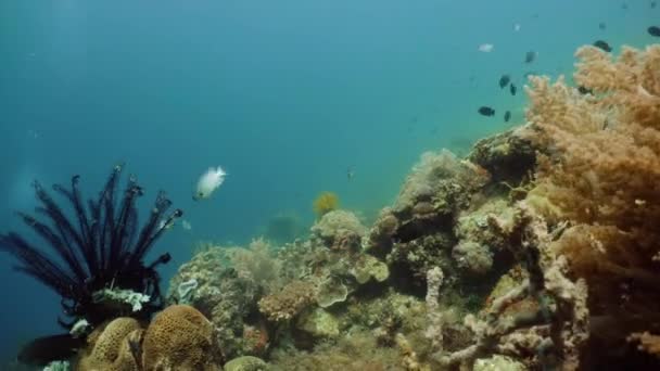 Il mondo sottomarino di una barriera corallina. — Video Stock