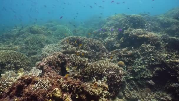 Mercan kayalıkları ve tropikal balıklar. Camiguin, Filipinler — Stok video