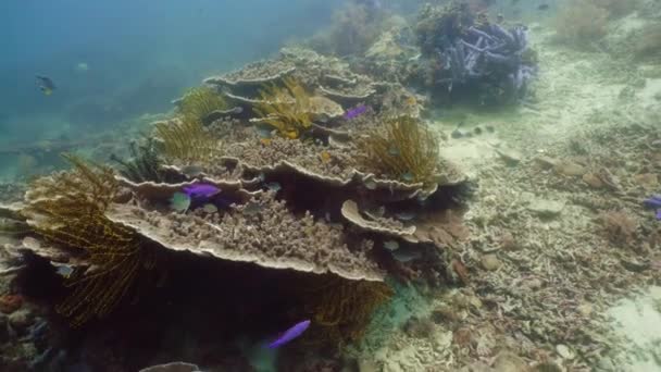 Le monde sous-marin d'un récif corallien. — Video