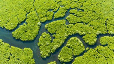 Aerial view of Mangrove forest and river. clipart