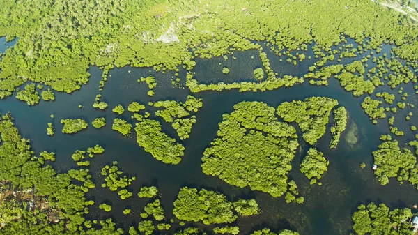 Vista aérea del bosque de manglares y el río. —  Fotos de Stock