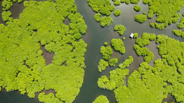 Mangrove ormanının ve nehrin havadan görünüşü.
