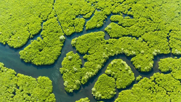 Mangrove ormanının ve nehrin havadan görünüşü.
