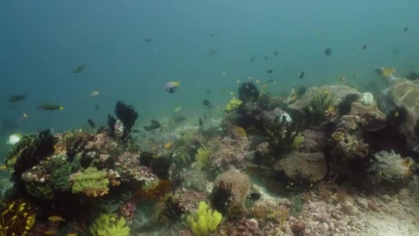 Suyun altında balıklı mercan kayalıkları. Camiguin, Filipinler — Stok video