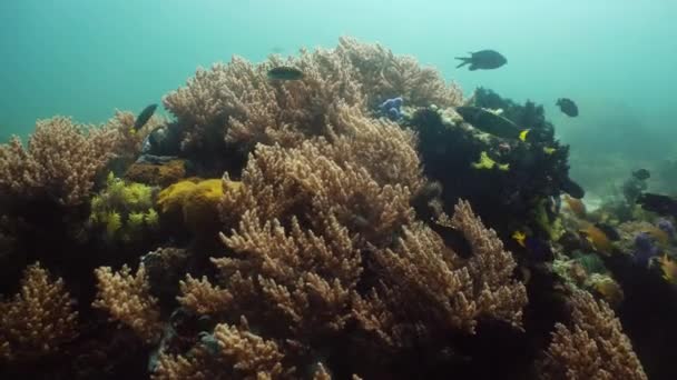 Κοραλλιογενής ύφαλος και τροπικά ψάρια. Camiguin, Φιλιππίνες — Αρχείο Βίντεο