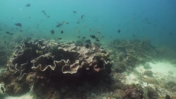 Le monde sous-marin d'un récif corallien. — Video