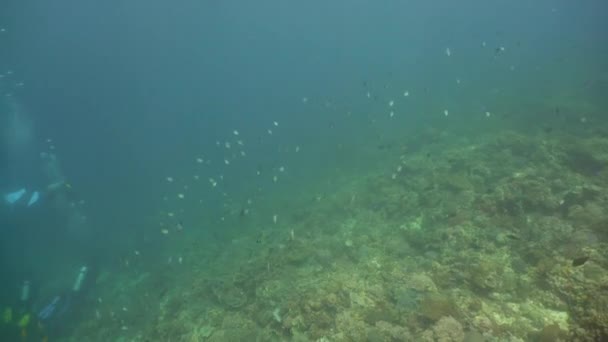 Arrecife de coral y peces tropicales. Camiguin, Filipinas — Vídeos de Stock