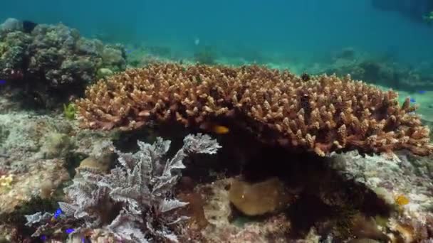 Arrecife de coral con peces bajo el agua. Camiguin, Filipinas — Vídeos de Stock