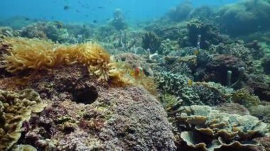 Mercan resifi ve tropikal balıklar su altında. Camiguin, Filipinler