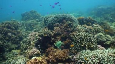 Mercan resifi ve tropikal balıklar su altında. Camiguin, Filipinler