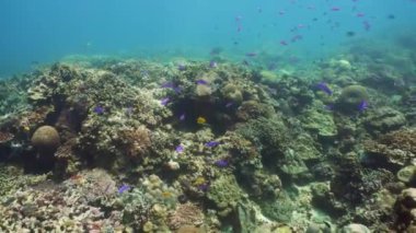 Suyun altında balıklı mercan kayalıkları. Camiguin, Filipinler