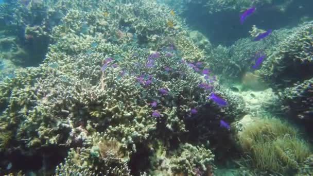 Arrecife de coral con peces bajo el agua. Camiguin, Filipinas — Vídeo de stock